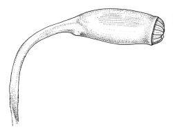 Warburgiella leucocyta, capsule. Drawn from T.W.N. Beckett 138, CHR 580341.
 Image: R.C. Wagstaff © Landcare Research 2016 